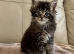 Thor - Maine Coon Cat For Sale - Philadelphia&comma; PA&comma; US