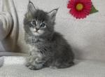 Clara Kittens - Maine Coon Cat For Sale - Stevens&comma; PA&comma; US