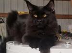 Cleo kitties - Maine Coon Cat For Sale - Stevens&comma; PA&comma; US