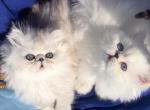 Silver shaded chinchilla dollface male - Persian Kitten For Sale - CA&comma; US