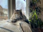 Mindy - Persian Cat For Sale/Retired Breeding - Henderson&comma; CO&comma; US