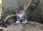 Perry - Domestic Cat For Sale - Orrville&comma; OH&comma; US