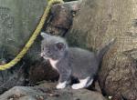 Gary - Domestic Cat For Sale - Orrville&comma; OH&comma; US