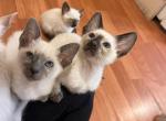 Taley - Siamese Cat For Sale - Phila&comma; PA&comma; US