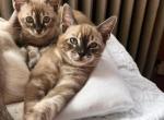 Siamese Bengal - Bengal Cat For Sale - Phila&comma; PA&comma; US