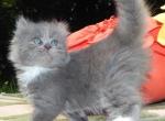 Butters - Munchkin Cat For Sale - Statesville&comma; NC&comma; US