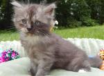 Puddin - Munchkin Cat For Sale - Statesville&comma; NC&comma; US