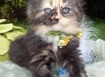 Cupcake - Munchkin Cat For Sale - Statesville&comma; NC&comma; US