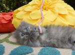 Jellybean - Munchkin Cat For Sale - Statesville&comma; NC&comma; US