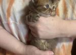 Dondy - British Shorthair Cat For Sale - Houston&comma; TX&comma; US