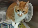 Daiay - Domestic Cat For Adoption - Fort Lauderdale&comma; FL&comma; US
