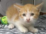 Ed Cheeran - Domestic Cat For Adoption - Fort Lauderdale&comma; FL&comma; US