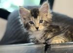 Sundance - Maine Coon Cat For Sale - Paron&comma; AR&comma; US