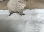bear - Himalayan Cat For Sale - Barrington&comma; IL&comma; US