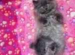 Pepper & Wooly's Ragamuffins - Ragamuffin Kitten For Sale - Lafayette, LA, US