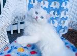 White Pagamuffins of Jasmine & King Puff - Ragamuffin Kitten For Sale - Lafayette, LA, US