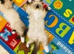 Saffire & Leo's Ragdolls - Ragdoll Kitten For Sale - Lafayette, LA, US