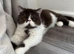 Moses - Exotic Cat For Sale - Roseville&comma; CA&comma; US
