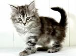 Siberian Kitten Sugar - Siberian Kitten For Sale - Martinsville&comma; VA&comma; US