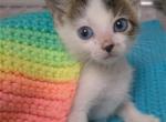 Fiona - Domestic Cat For Adoption - Fort Lauderdale&comma; FL&comma; US