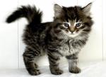 Siberian Kitten Tyler - Siberian Kitten For Sale - Martinsville&comma; VA&comma; US