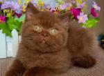 Carolina - British Shorthair Cat For Sale - Brooklyn&comma; NY&comma; US