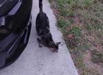 Sola - American Shorthair Cat For Adoption - Fort Lauderdale&comma; FL&comma; US