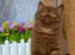 Barry - British Shorthair Cat For Sale - Brooklyn&comma; NY&comma; US