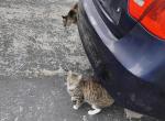 Pirate Booties - American Shorthair Cat For Adoption - Fort Lauderdale&comma; FL&comma; US