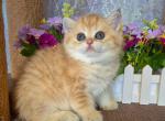 Adriana - Scottish Straight Cat For Sale - Brooklyn&comma; NY&comma; US