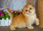 Ariel - Scottish Fold Cat For Sale - Brooklyn&comma; NY&comma; US