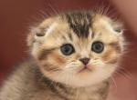 Deni - Scottish Fold Cat For Sale - Brooklyn&comma; NY&comma; US