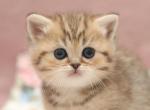 Dana - Scottish Straight Cat For Sale - Brooklyn&comma; NY&comma; US