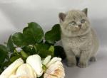 Kalif - British Shorthair Cat For Sale - Brooklyn&comma; NY&comma; US