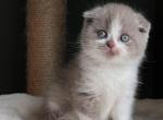Kirill - Scottish Fold Cat For Sale - Brooklyn&comma; NY&comma; US