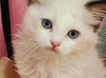 harry - Ragdoll Cat For Sale - Irvine&comma; CA&comma; US