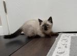 Siamese snow shoe mix female - Exotic Cat For Sale - Auburn&comma; WA&comma; US