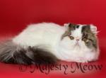 Lorenzo - Persian Cat For Sale - Yucca Valley&comma; CA&comma; US