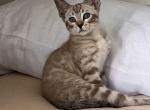 Shivani - Bengal Cat For Sale - Phila&comma; PA&comma; US
