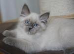 UZOR IZ TVERSKOGO KNYAZHESTVA - Siberian Cat For Sale - NY&comma; US