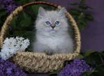 VEZUNCHIK IZ TVERSKOGO KNYAZHESTVA - Siberian Cat For Sale - NY&comma; US