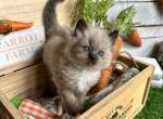 Vegas - Ragdoll Cat For Sale - FL&comma; US