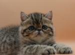 Fluffy NS - Exotic Cat For Sale - Bonita Springs&comma; FL&comma; US