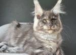 Farim - Maine Coon Cat For Sale - Hollywood&comma; FL&comma; US