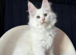 Jeffect - Maine Coon Cat For Sale - Hollywood&comma; FL&comma; US