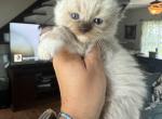 Seal mitted female - Ragdoll Cat For Sale - Butler&comma; PA&comma; US