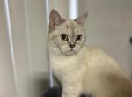 Cloe - Scottish Straight Cat For Sale - Brooklyn&comma; NY&comma; US