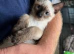 JUNE SEAL POINT BOY WITH TAIL - Siamese Cat For Sale - Bryan&comma; TX&comma; US