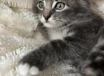 American Bobtail Kitty - American Bobtail Cat For Sale - Agawam&comma; MA&comma; US