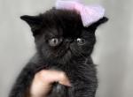 Thumbelina - Exotic Cat For Sale - Roseville&comma; CA&comma; US
